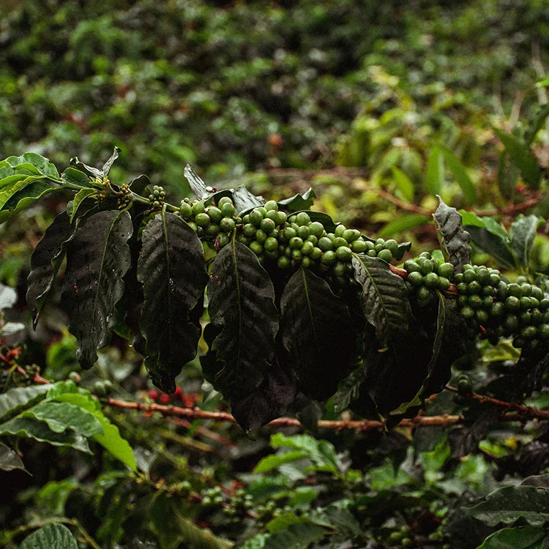 Lavé, nature, honey : ce que le traitement change vraiment dans ta tasse — Guide café de spécialité Coffao