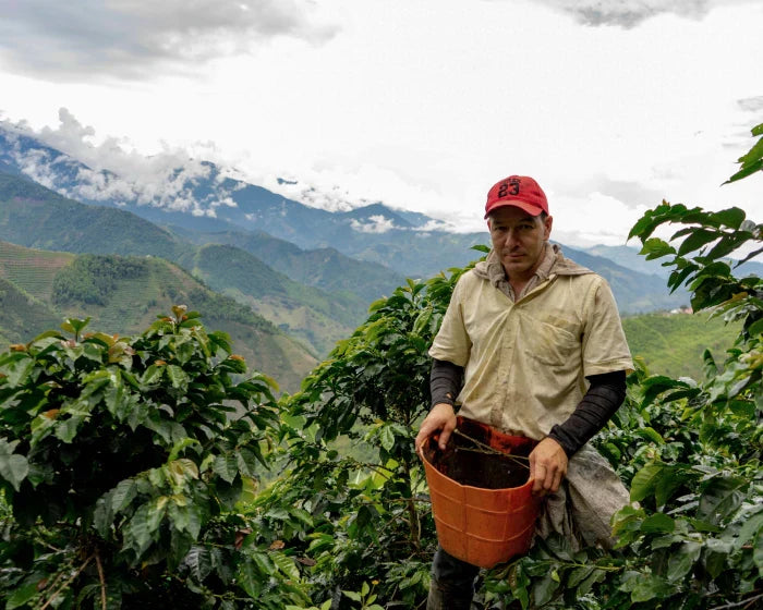 Les origines du café : un tour du monde des saveurs